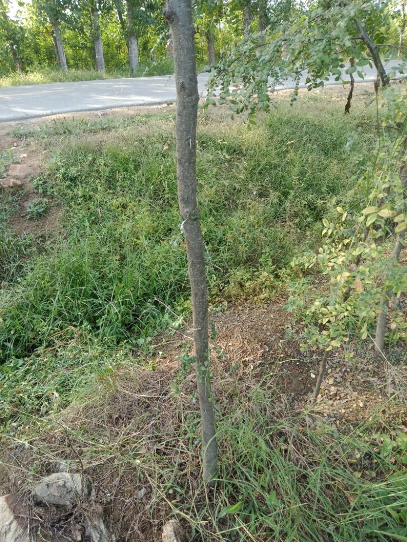 皂角树苗（葯用价格高，也可作绿化）