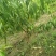 桃苗基地批发品种全价格优现挖现卖保成活结果