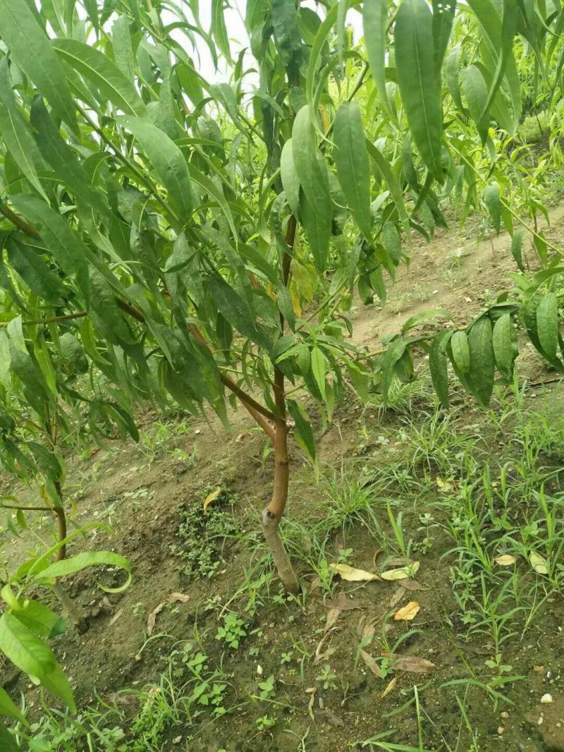 桃苗基地批发品种全价格优现挖现卖保成活结果