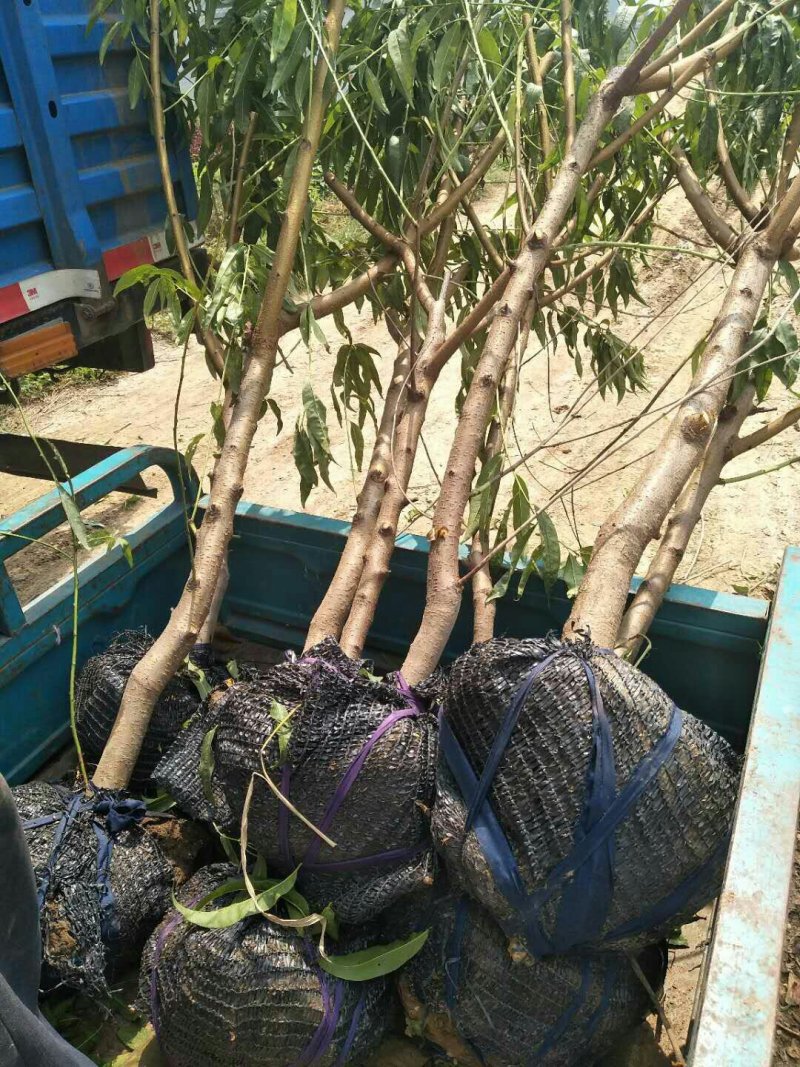 桃苗基地批发品种全价格优现挖现卖保成活结果