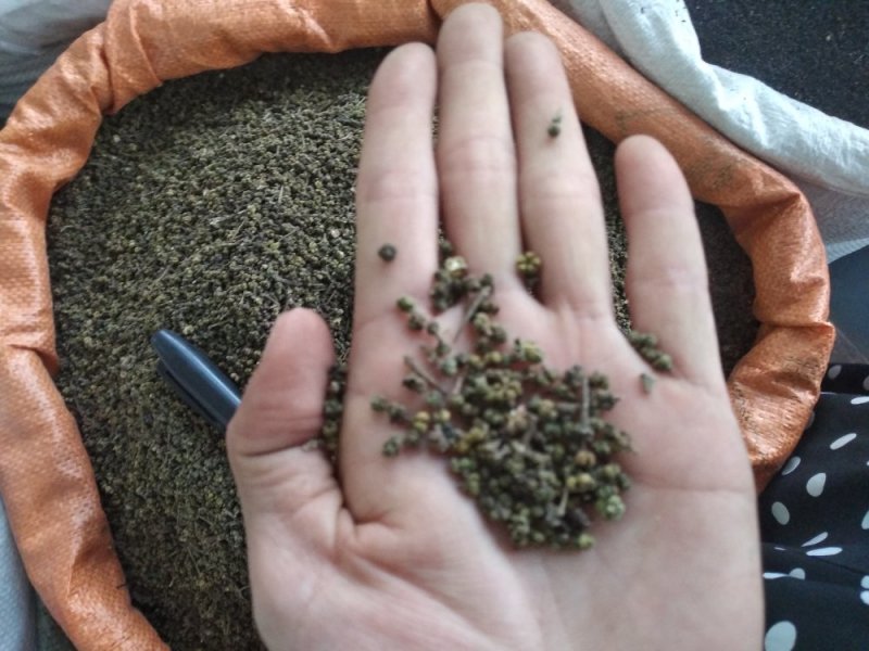 吴茱萸