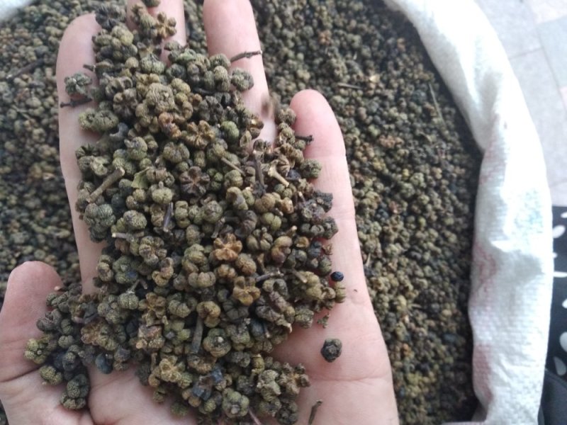 吴茱萸