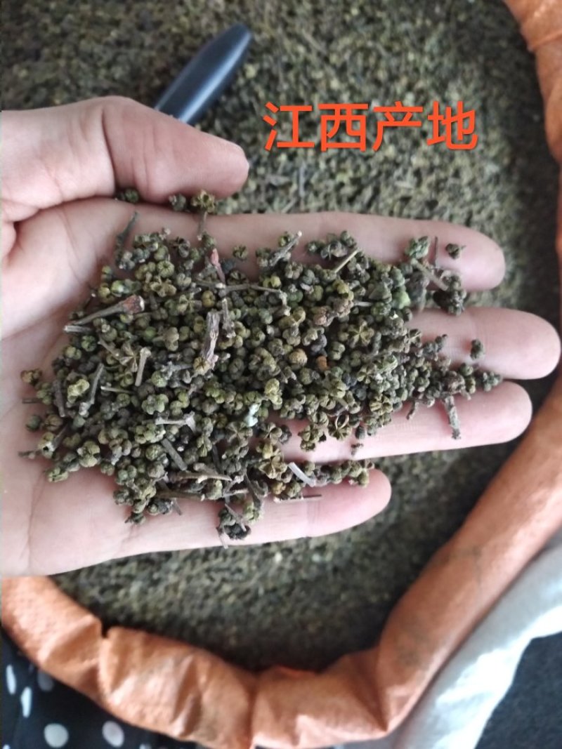 吴茱萸