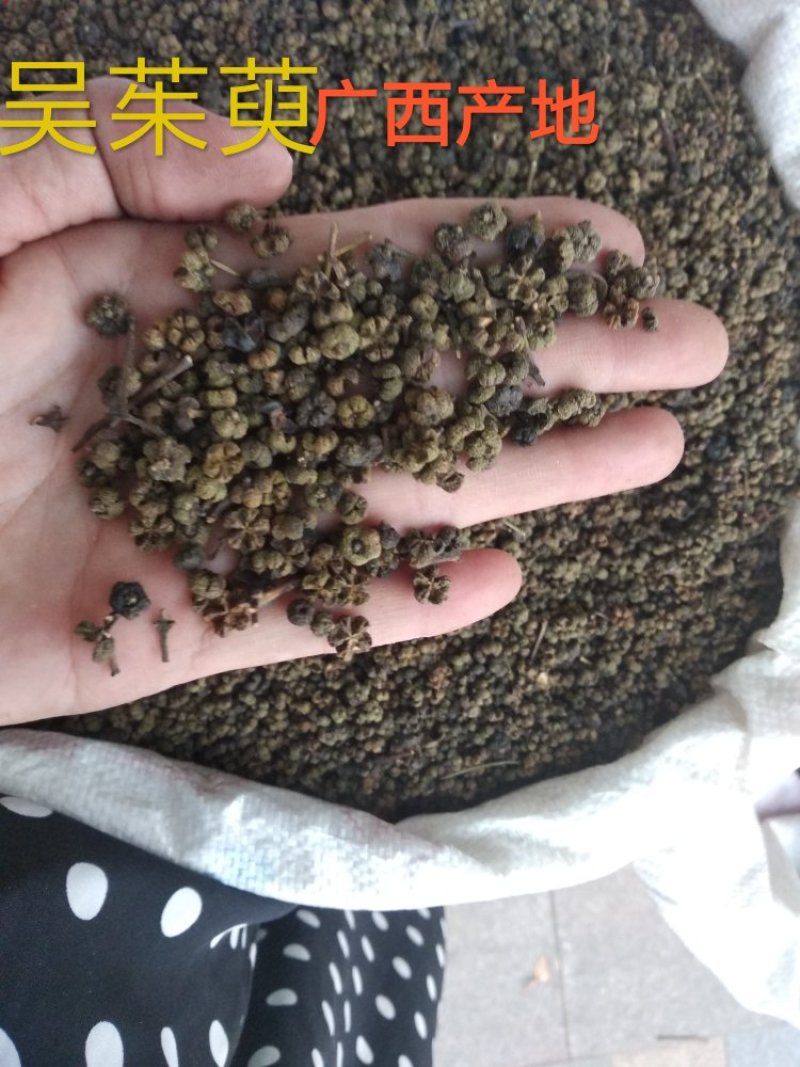 吴茱萸