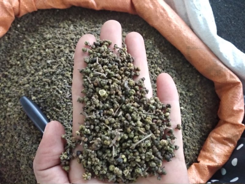 吴茱萸
