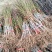 桃苗基地批发品种全价格优现挖现卖保成活结果