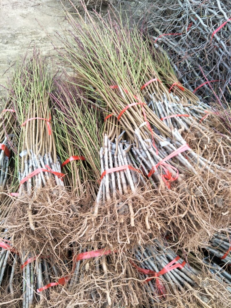桃苗基地批发品种全价格优现挖现卖保成活结果