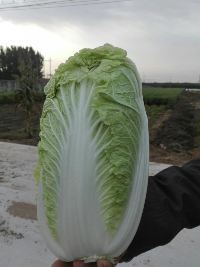 优质黄心大白菜已上市，欢迎有需求老板联系