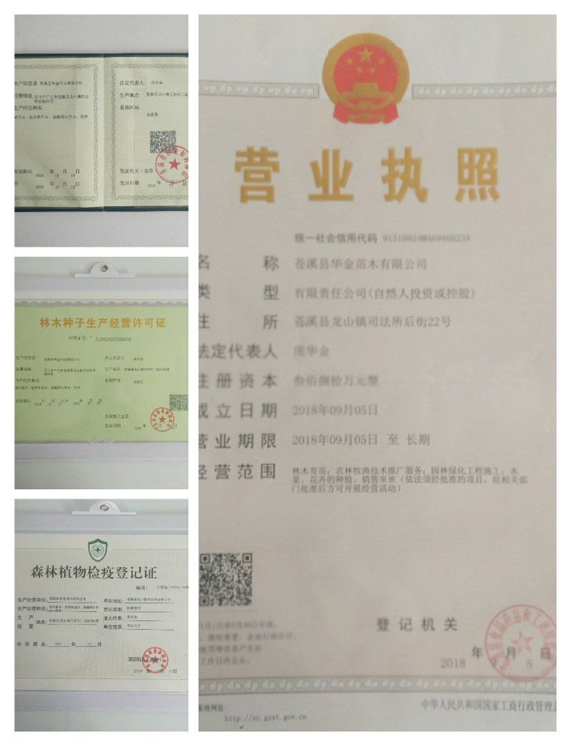 葡萄苗巨峰葡萄树