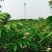 香椿苗基地红油香椿苗批发大棚种植效益高提供技术指导