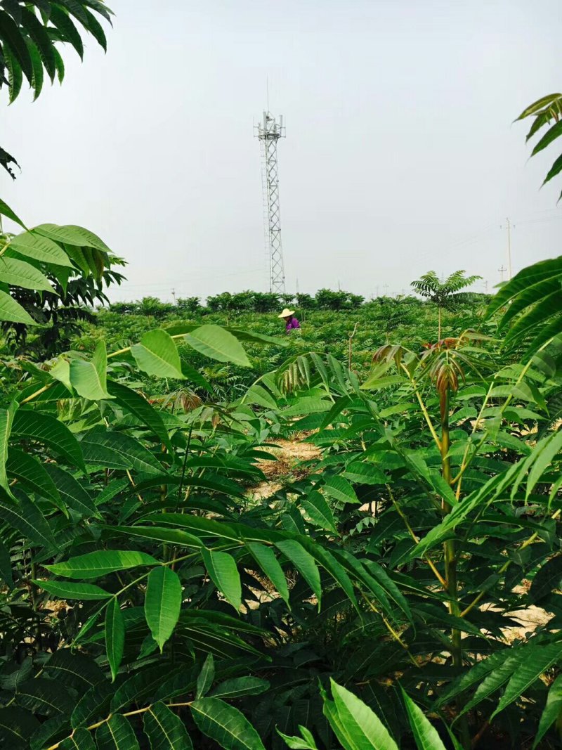 香椿苗基地红油香椿苗批发大棚种植效益高提供技术指导