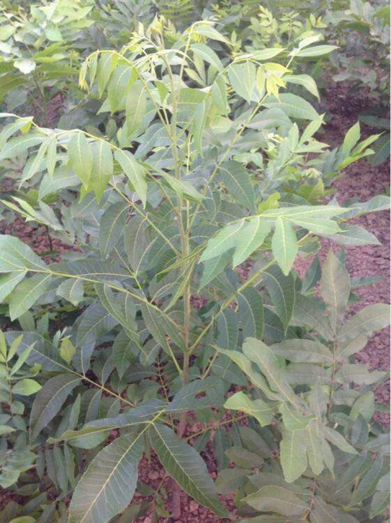 核桃苗基地批发看圃起苗现挖现卖保品种包成活包结果
