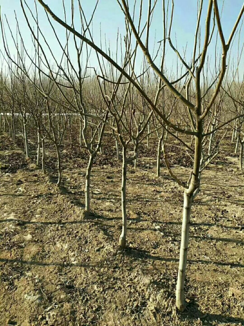 核桃苗基地批发看圃起苗现挖现卖保品种包成活包结果
