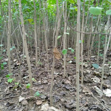 紫荆，巨紫荆