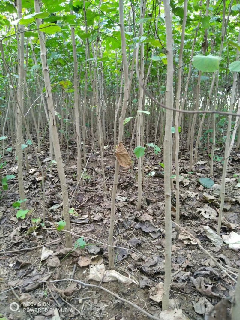 紫荆，巨紫荆