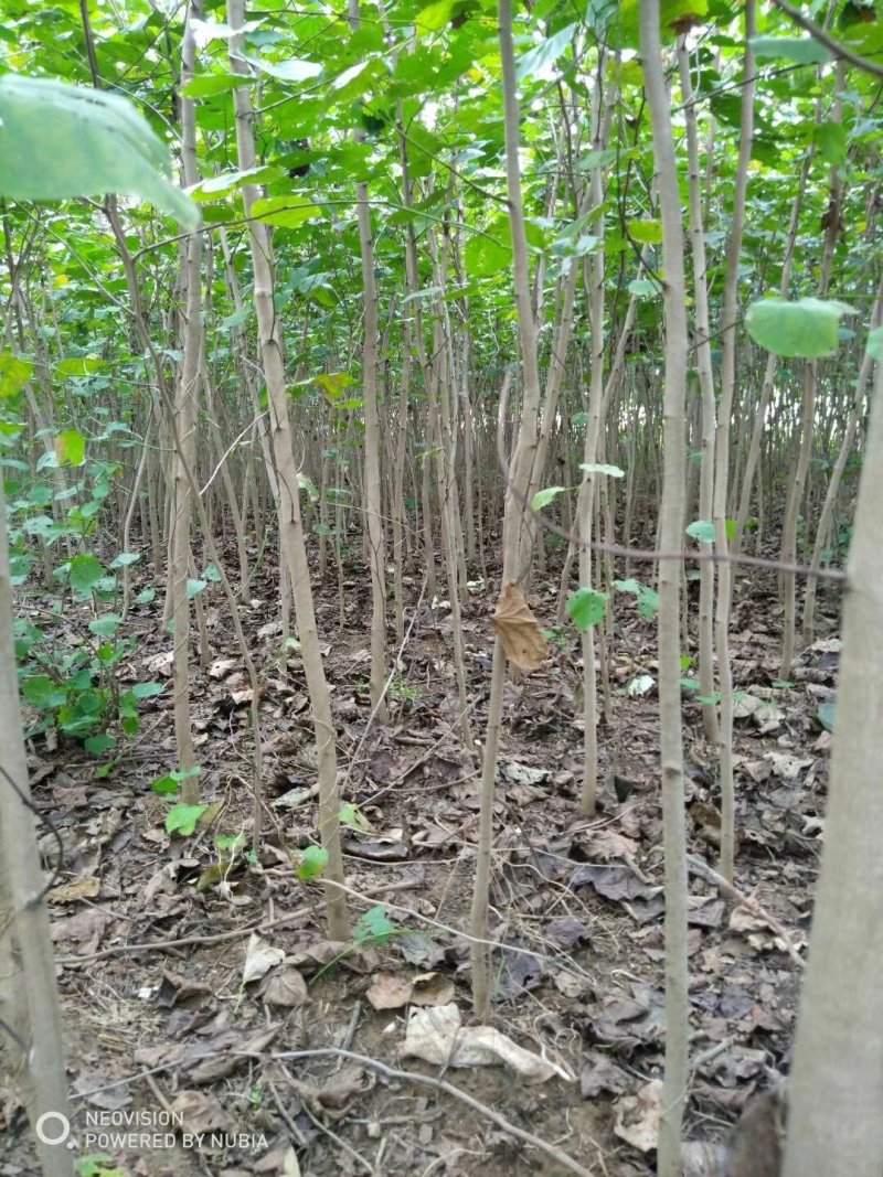紫荆，巨紫荆