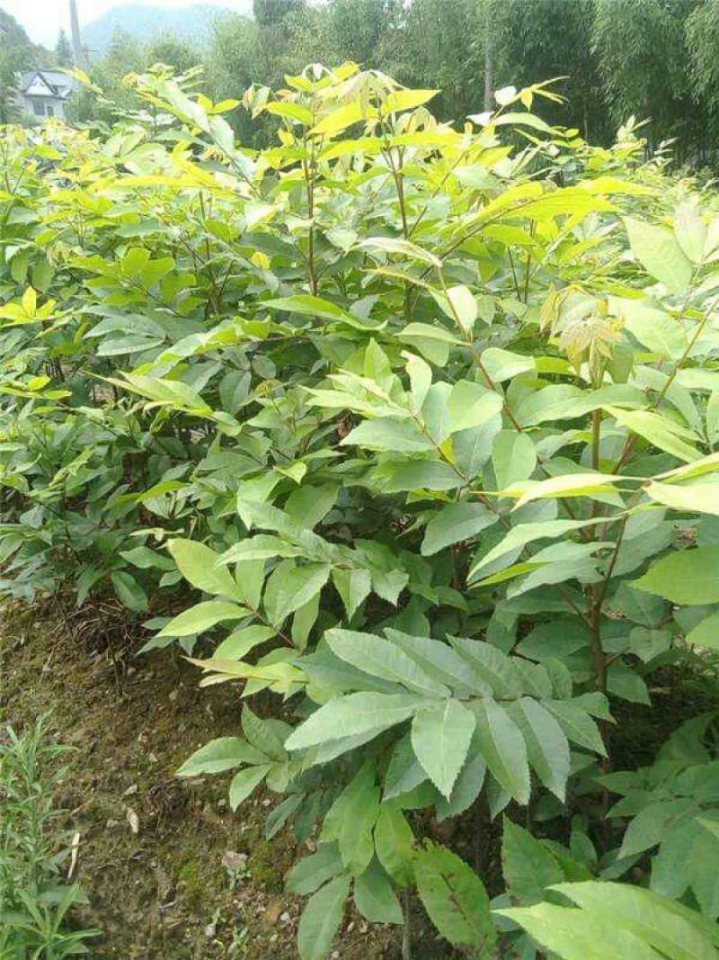 核桃苗基地批发看圃起苗现挖现卖保品种包成活包结果