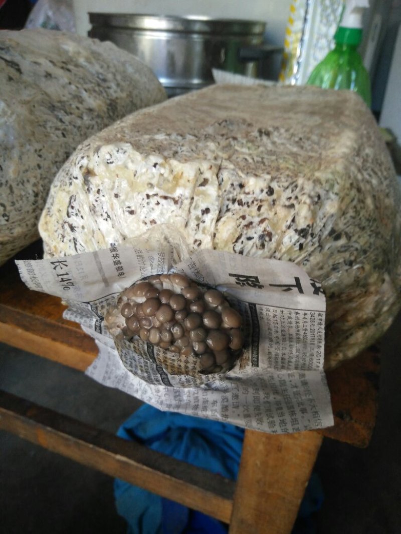 菌棒