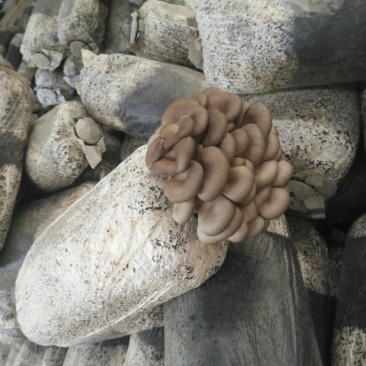 菌棒