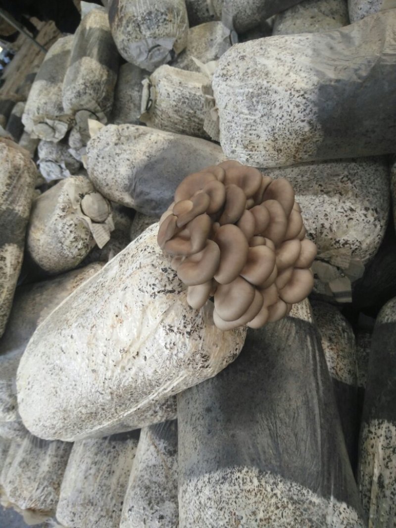菌棒