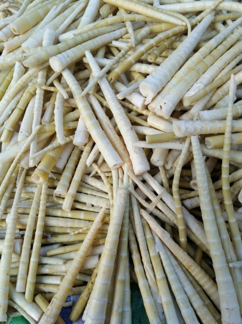 小竹笋