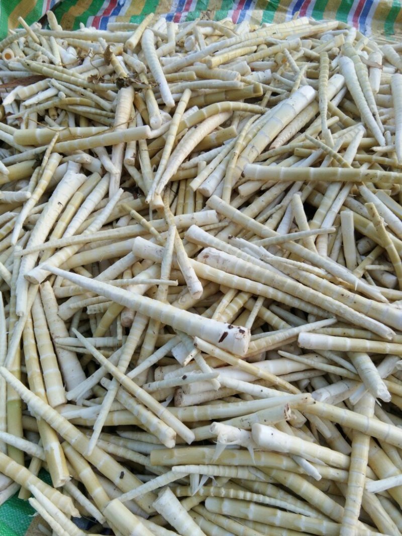 小竹笋