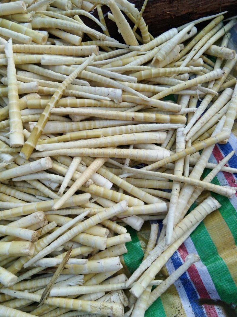 小竹笋