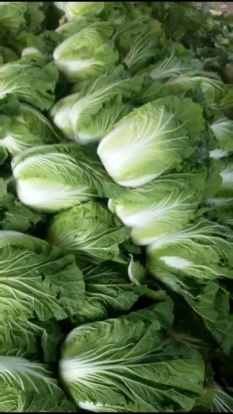 黄心白菜4~6斤毛菜，净菜，外表绿，不烧边，不烧心，