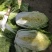 黄心白菜4~6斤毛菜，净菜，外表绿，不烧边，不烧心，