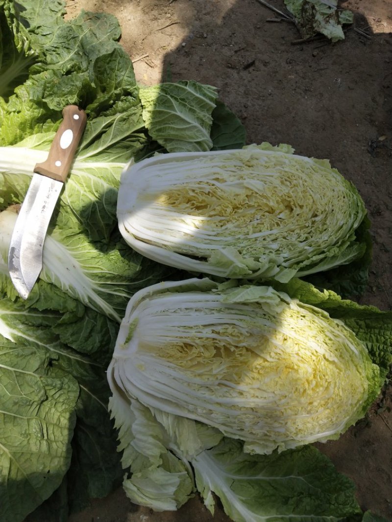 黄心白菜4~6斤毛菜，净菜，外表绿，不烧边，不烧心，
