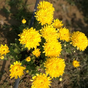 打菊花26硬盆