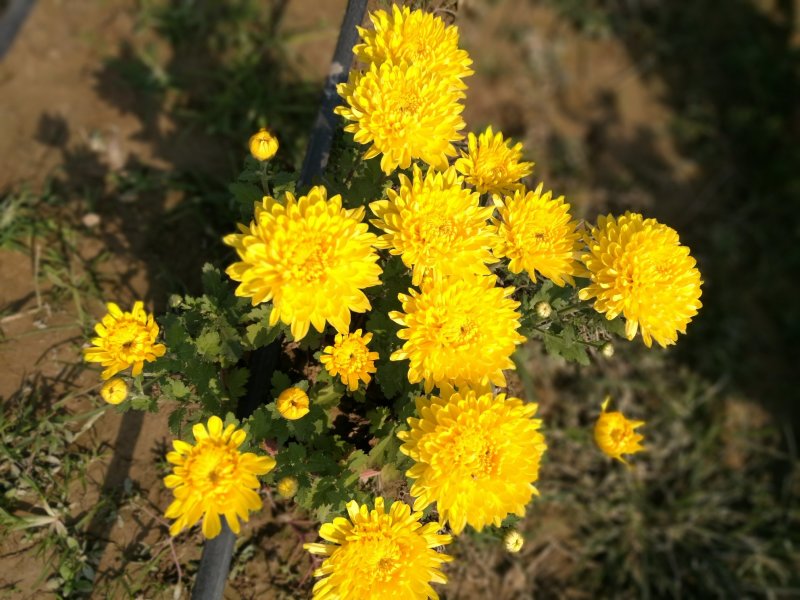 打菊花26硬盆