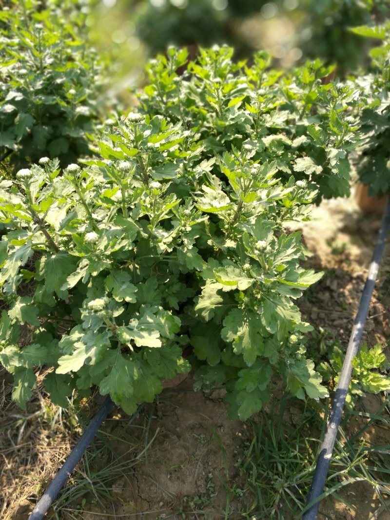 打菊花26硬盆