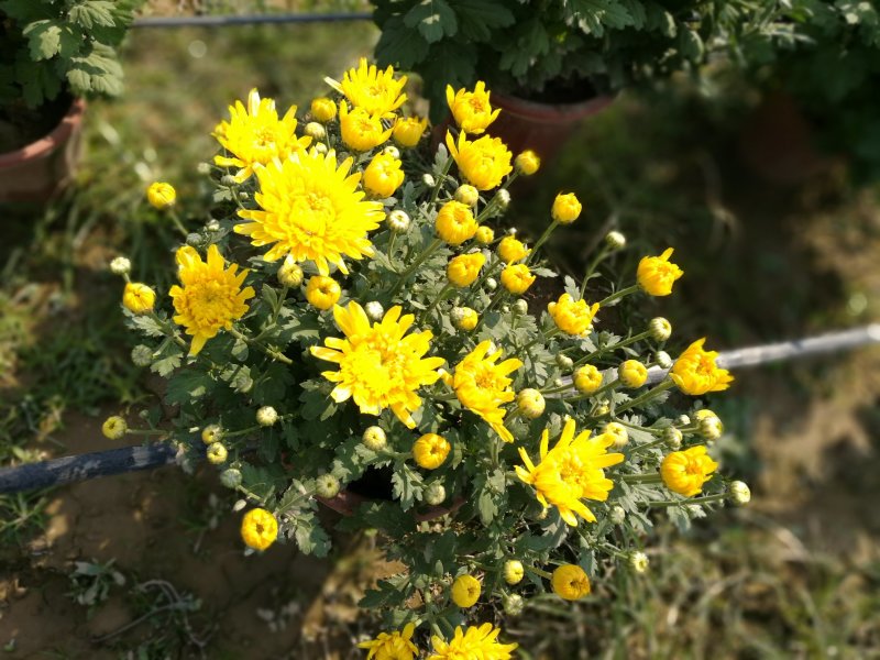 打菊花26硬盆
