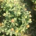 打菊花26硬盆
