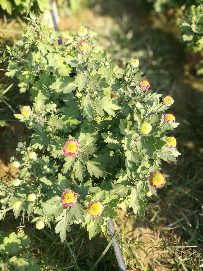 打菊花26硬盆