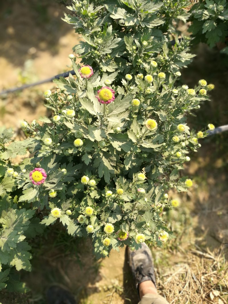 打菊花26硬盆
