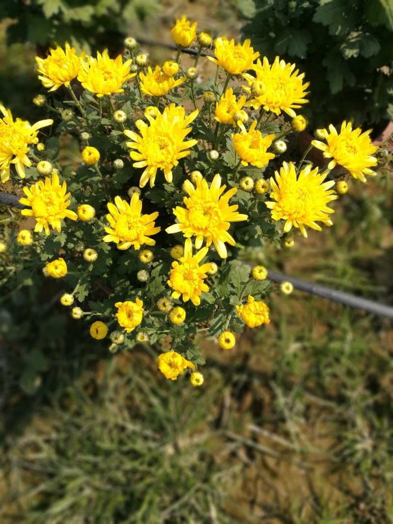打菊花26硬盆