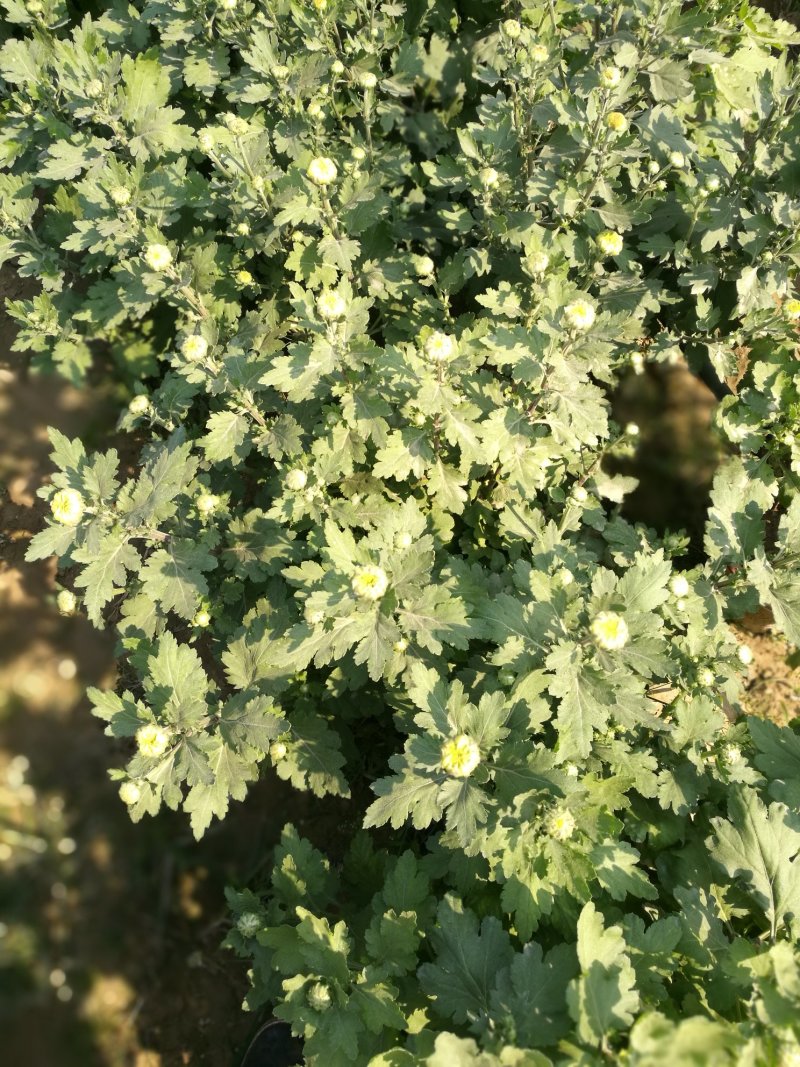 打菊花26硬盆