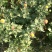 打菊花26硬盆