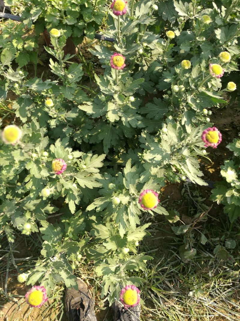 打菊花26硬盆