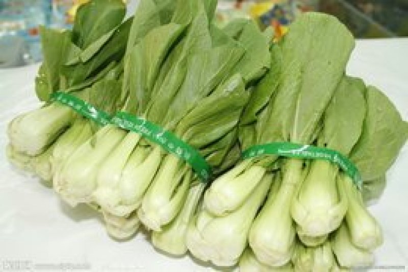 山东上海青种植基地