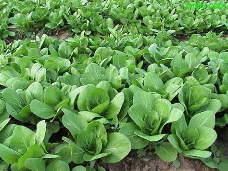 山东上海青种植基地