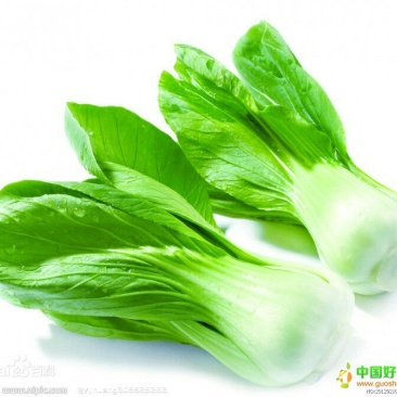 山东上海青种植基地