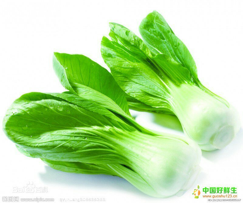 山东上海青种植基地