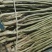 核桃苗基地批发看圃起苗现挖现卖保品种包成活包结果