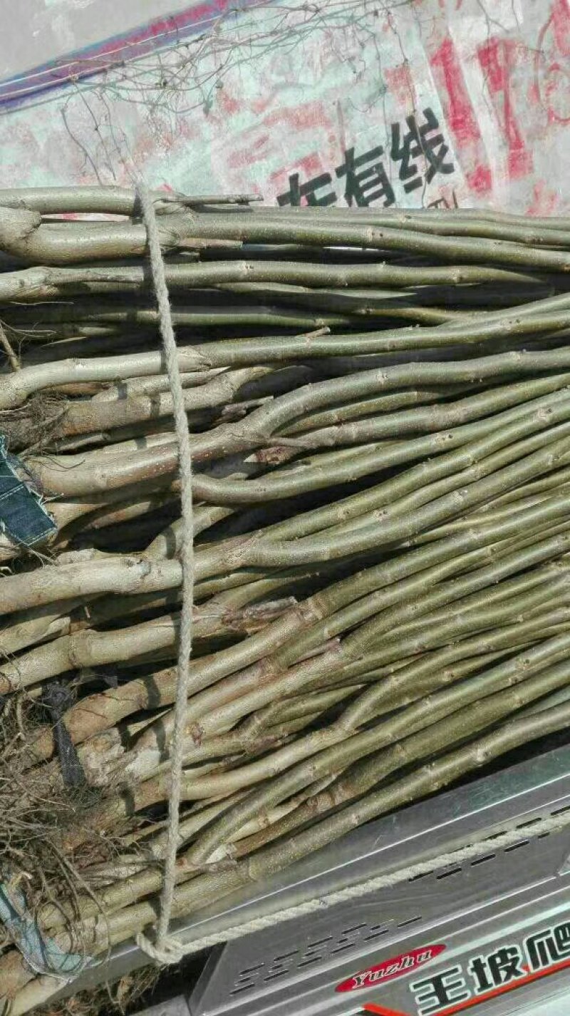 核桃苗基地批发看圃起苗现挖现卖保品种包成活包结果