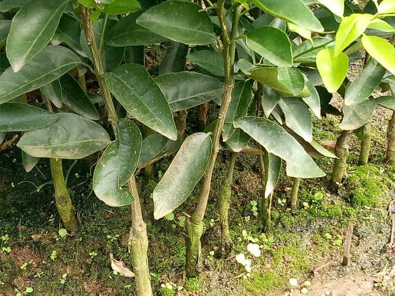 沃柑苗，正宗嫁接沃柑苗。
