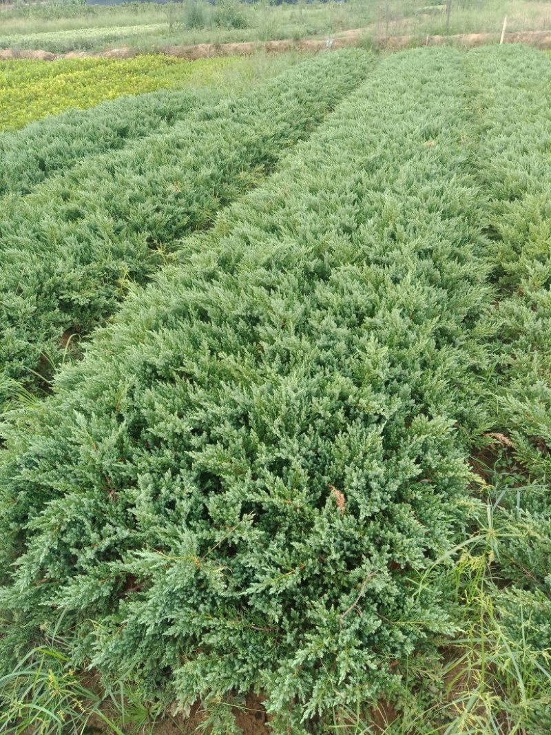 铺地柏，沙地柏，地柏，爬地柏小苗