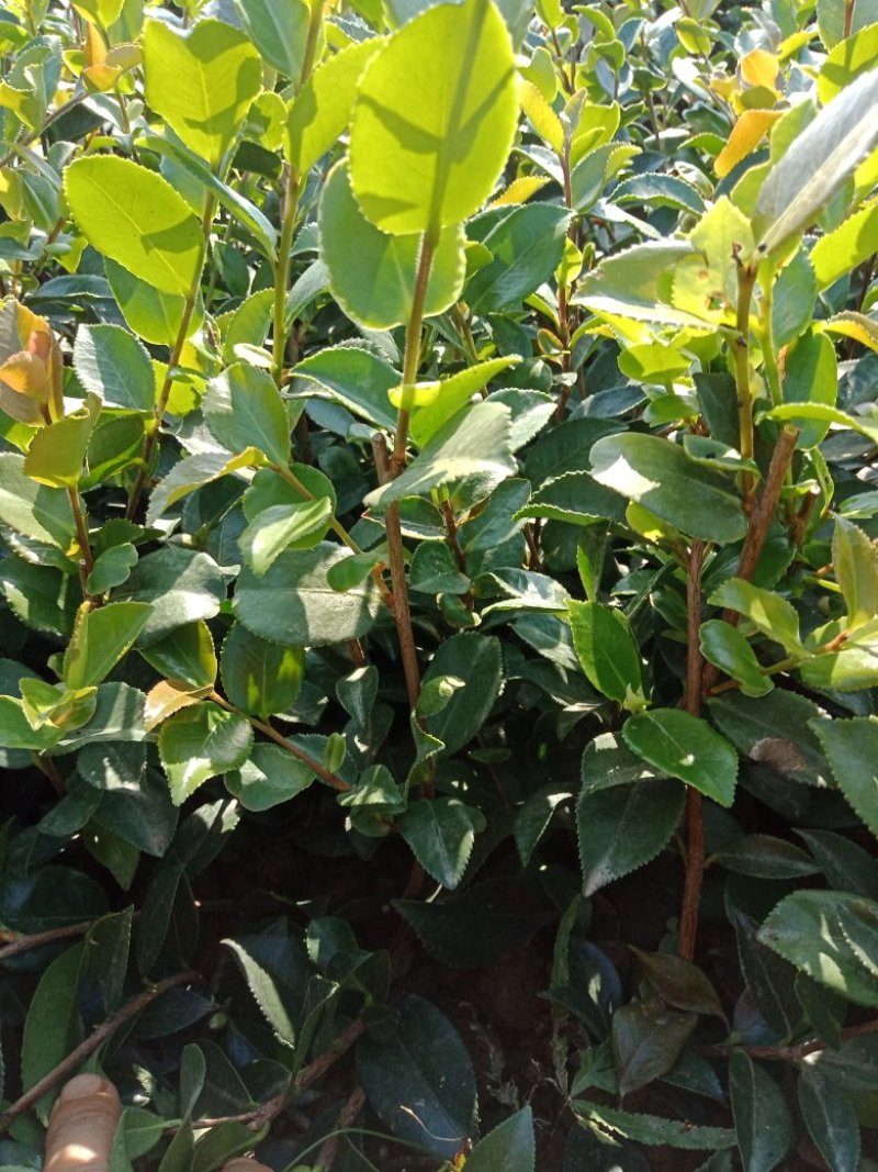 茶梅小苗，茶梅工程苗